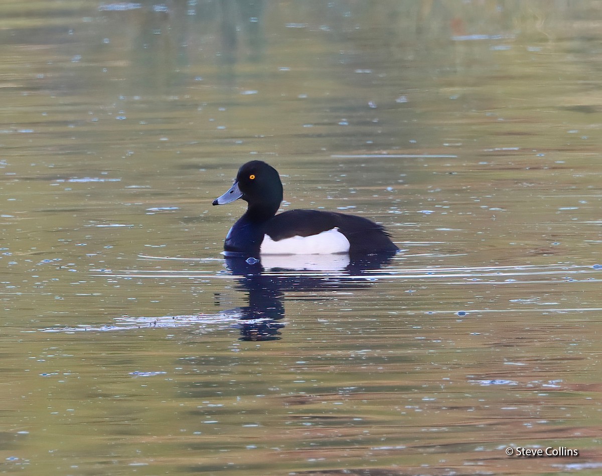 Tufted Duck - ML590097801