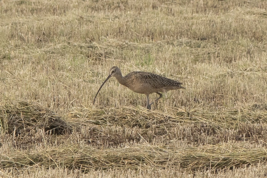 Long-billed Curlew - ML590098741