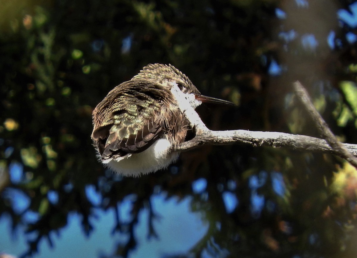 Calliope Hummingbird - ML590099411