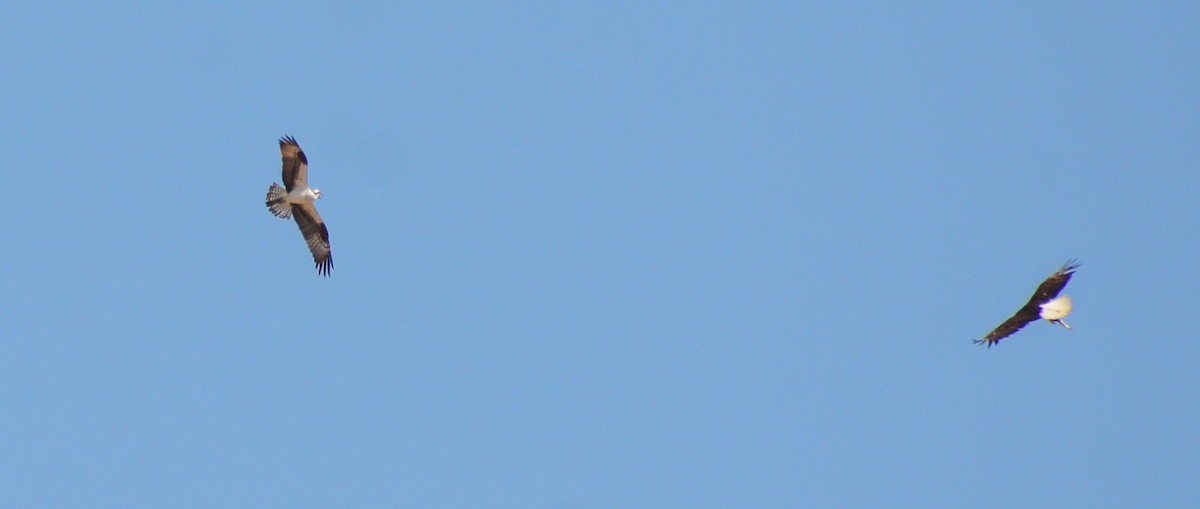 Белоголовый орлан - ML590099501