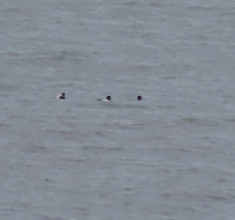 Greater Scaup - ML590101731