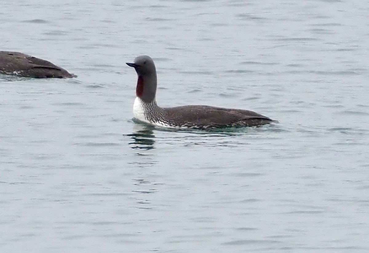 Red-throated Loon - ML590101881