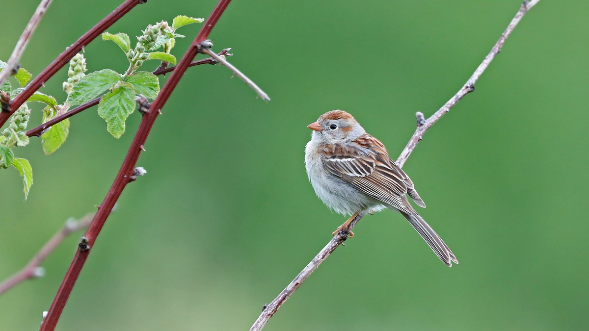 Field Sparrow - Daniel Jauvin