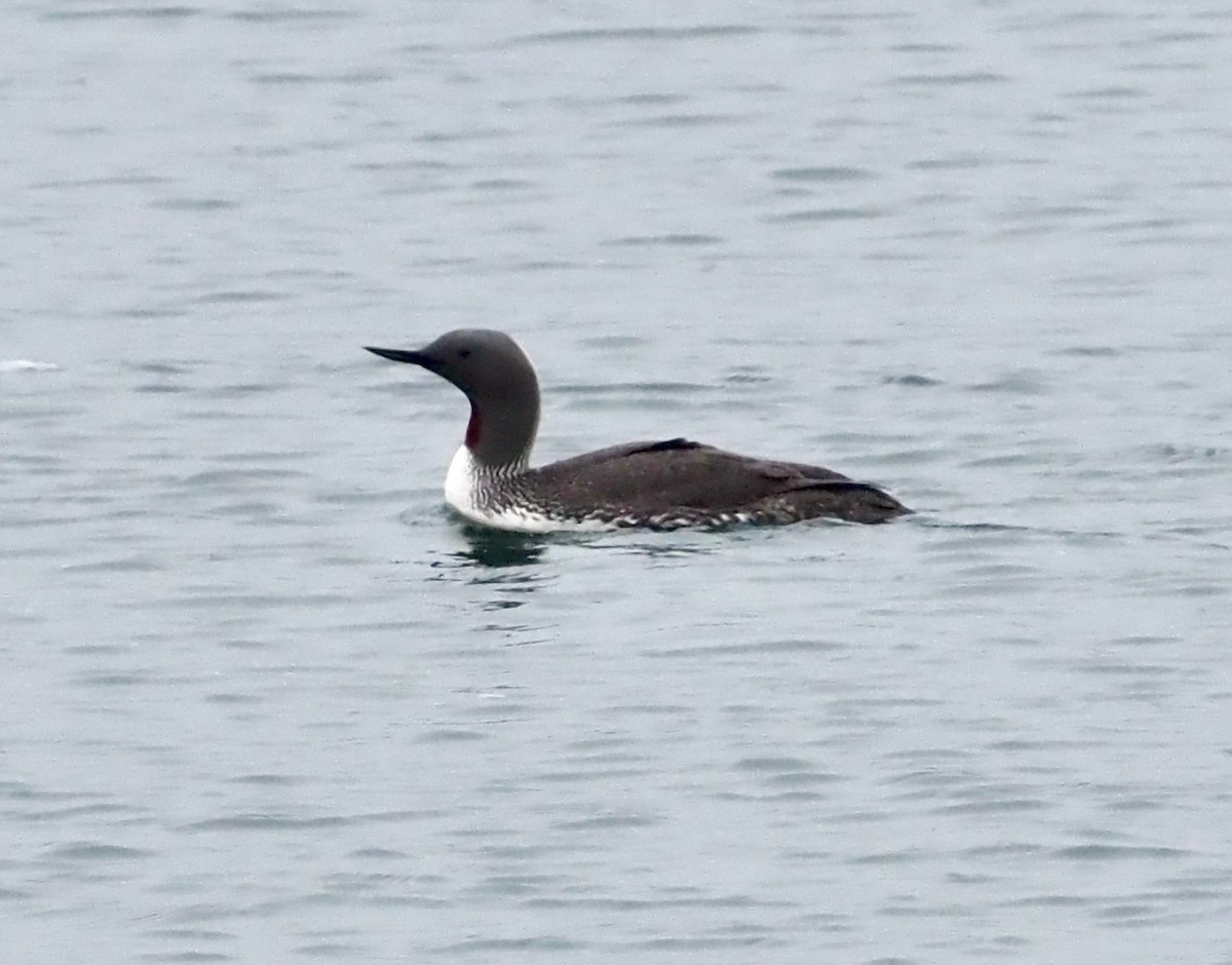 Red-throated Loon - ML590103131