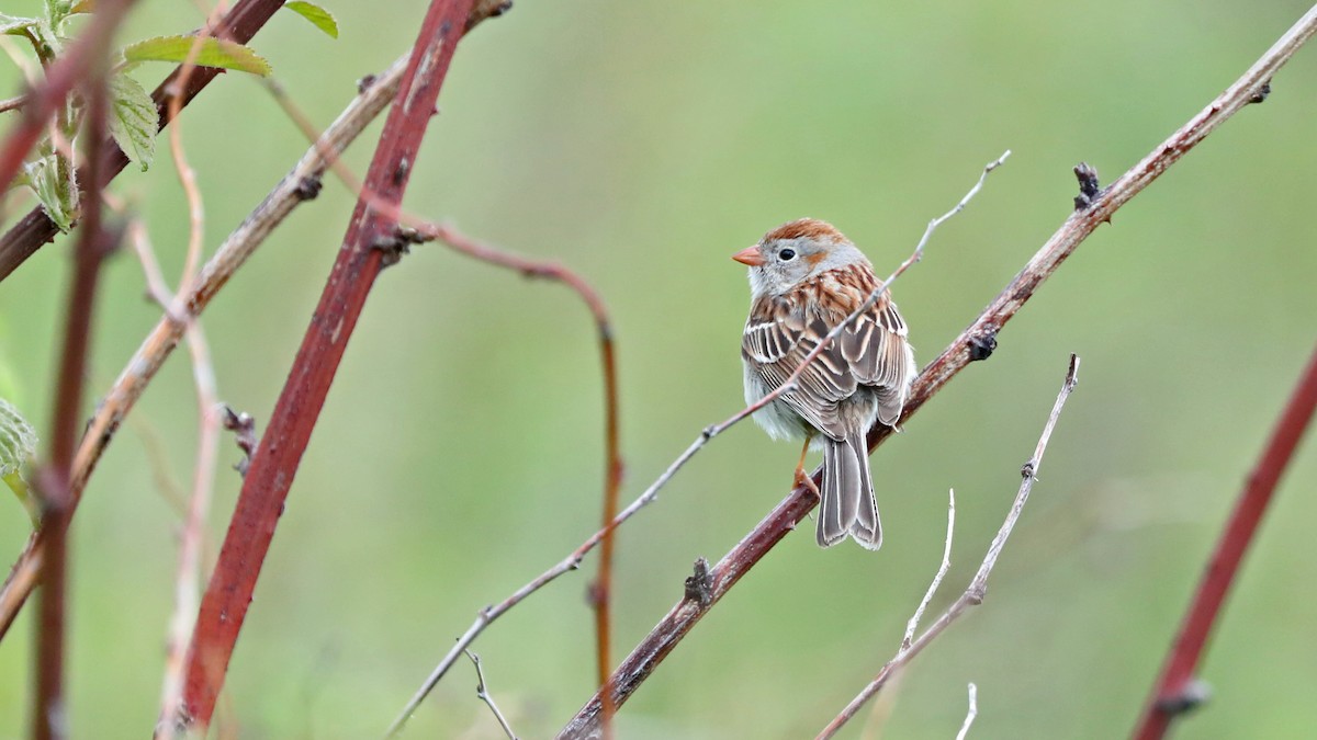Field Sparrow - ML59010321