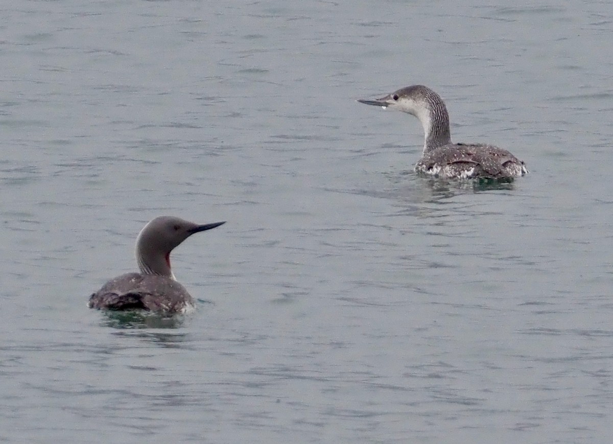 Red-throated Loon - ML590104491