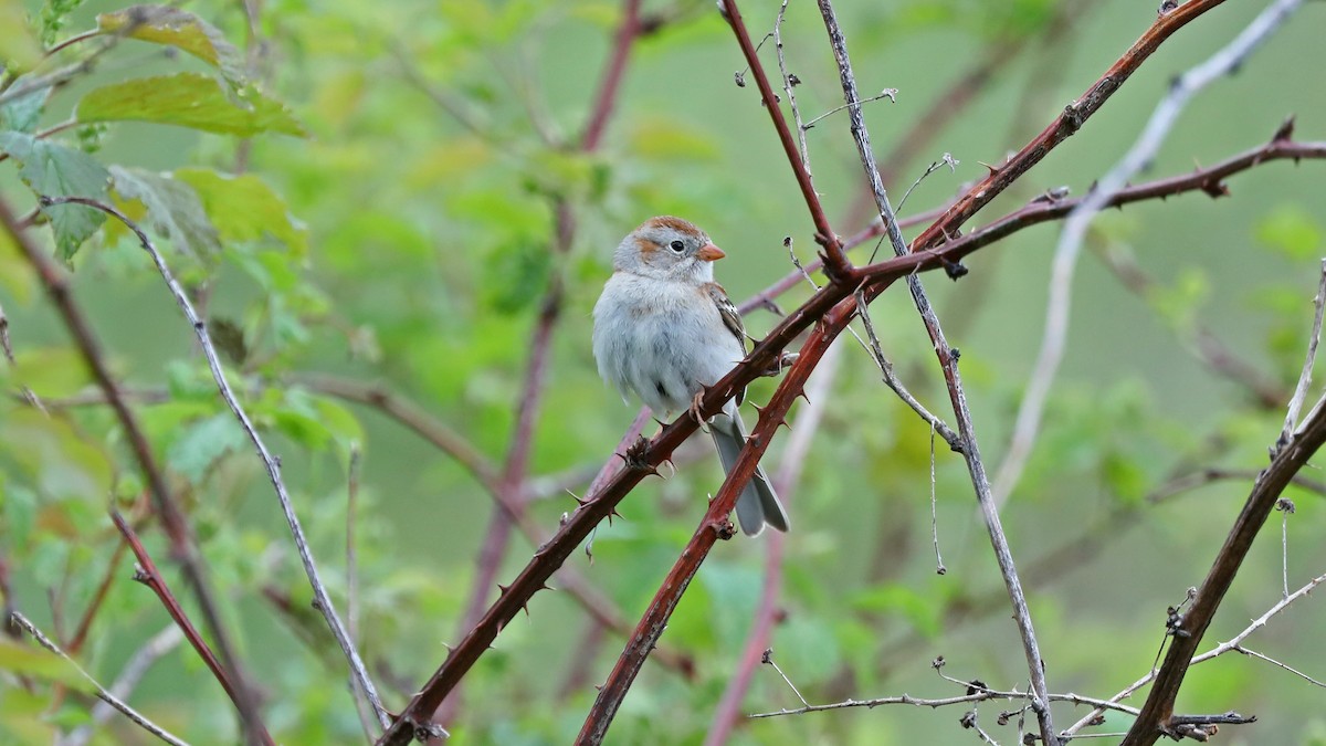 Field Sparrow - ML59010511
