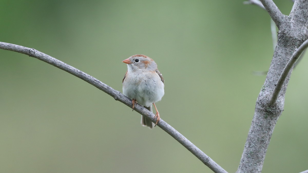 Field Sparrow - Daniel Jauvin