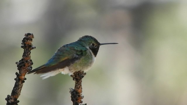 Broad-tailed Hummingbird - ML590105581