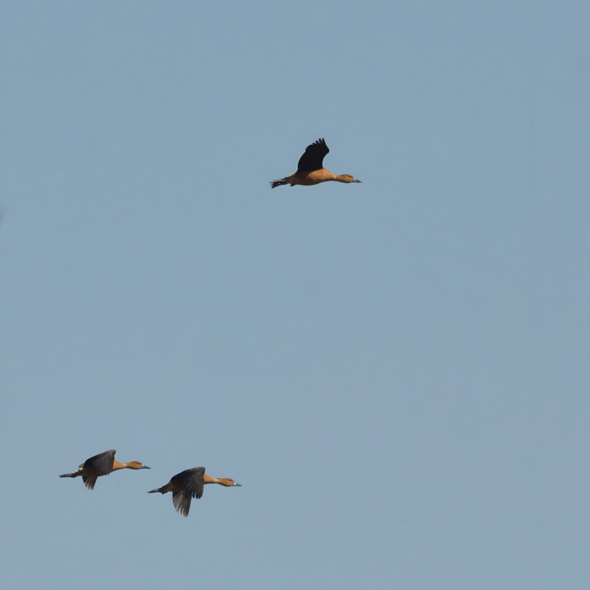 Fulvous Whistling-Duck - ML590105701