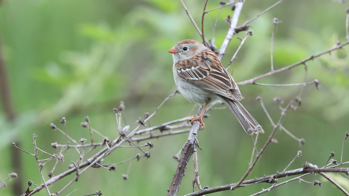 Field Sparrow - ML59010631