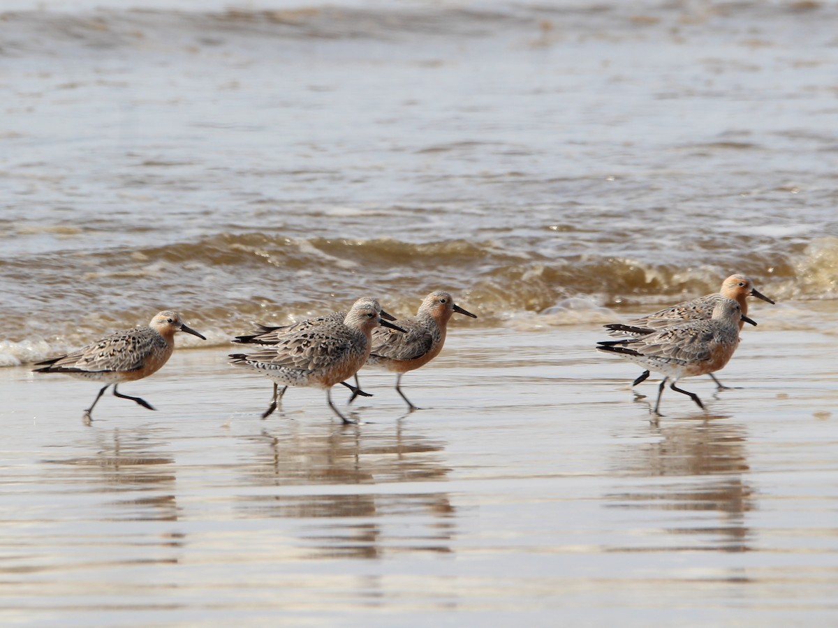 Red Knot - ML590107971