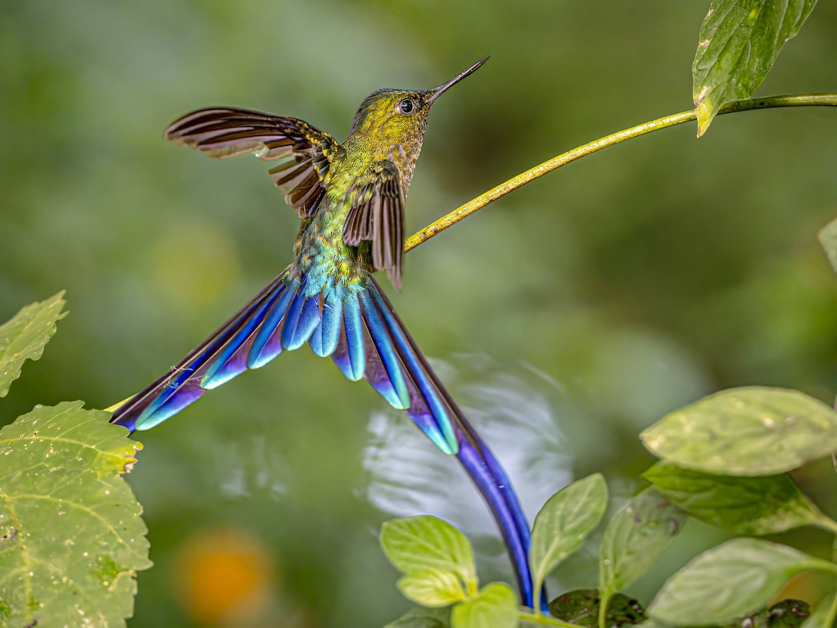 Violet-tailed Sylph - ML590108871