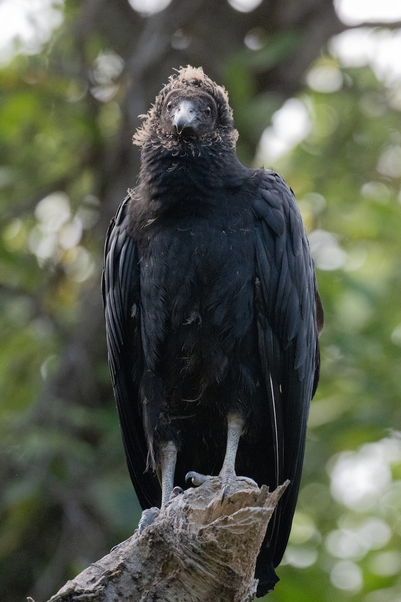 Black Vulture - ML590109021