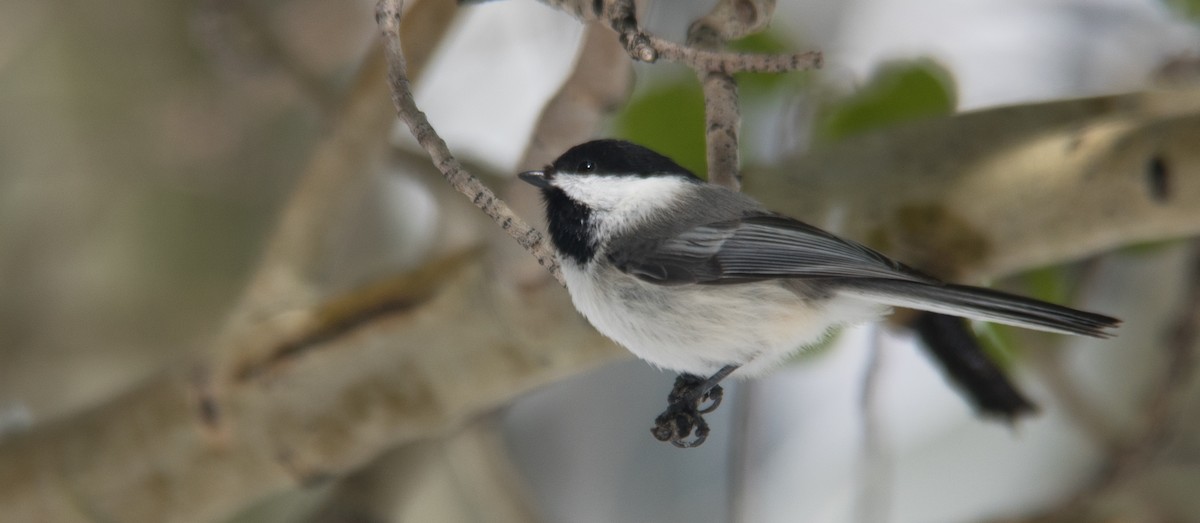 Black-capped Chickadee - Nathaniel Behl