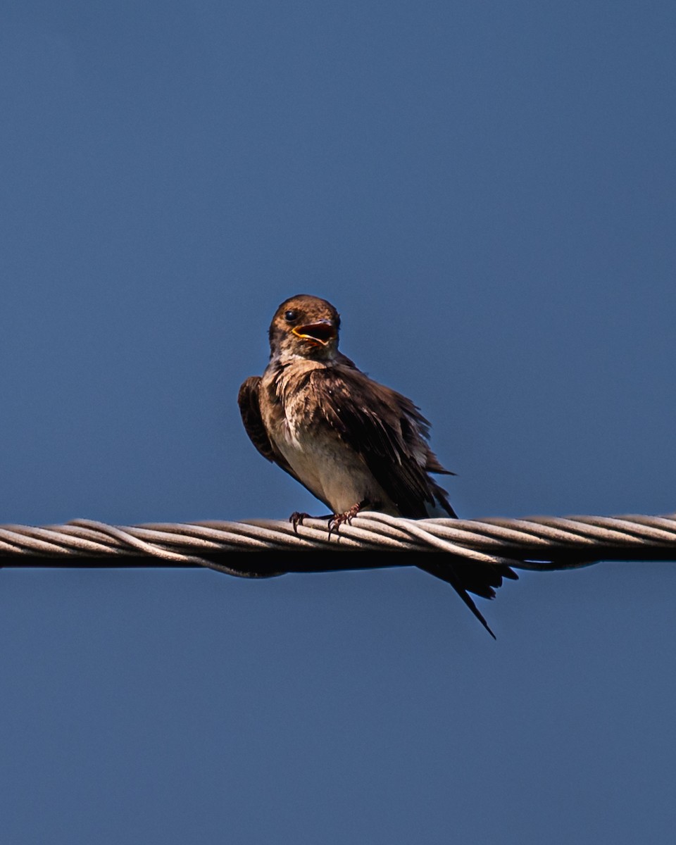Northern Rough-winged Swallow - ML590110441