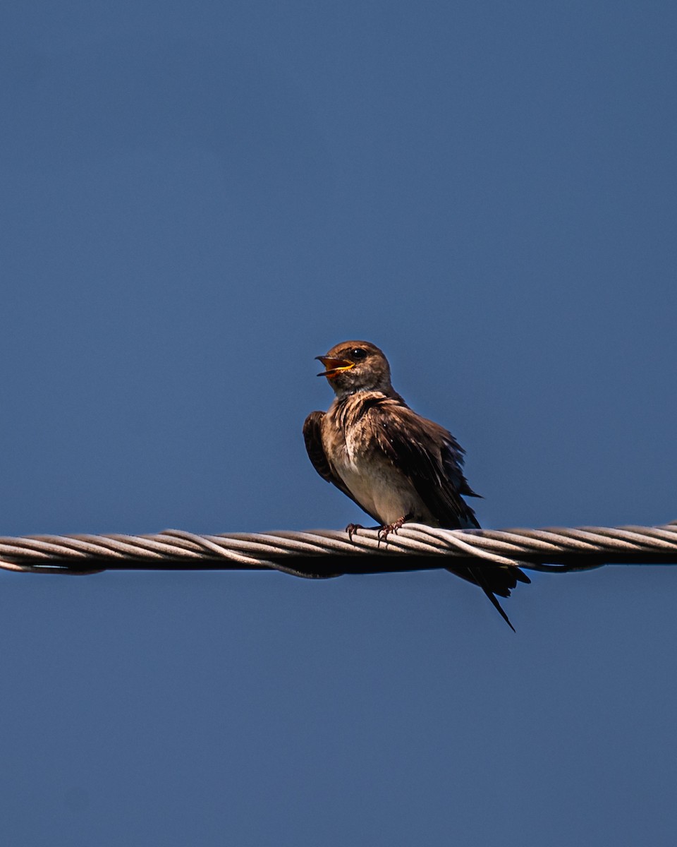 Northern Rough-winged Swallow - ML590110451