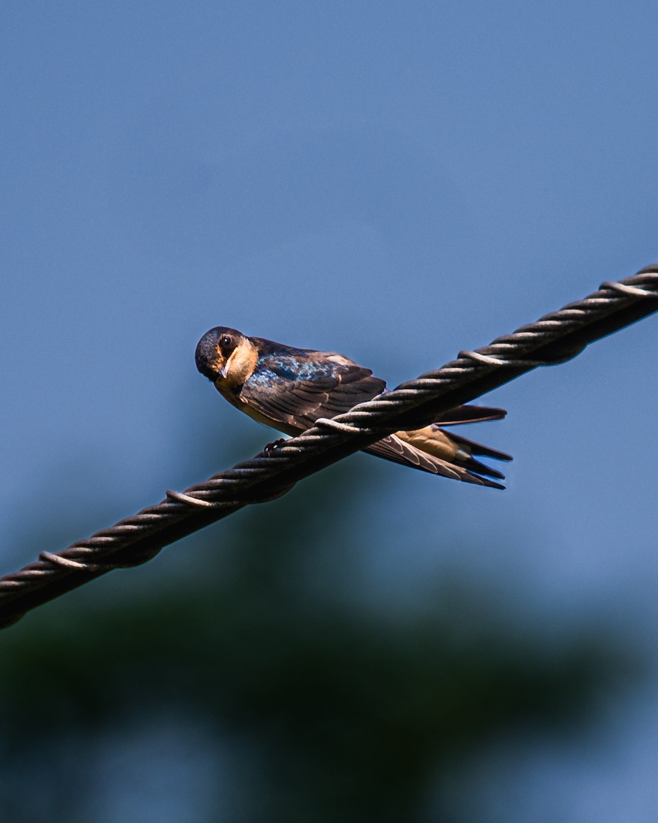 Barn Swallow - ML590110551