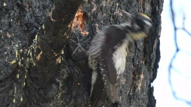 American Three-toed Woodpecker - ML590110611