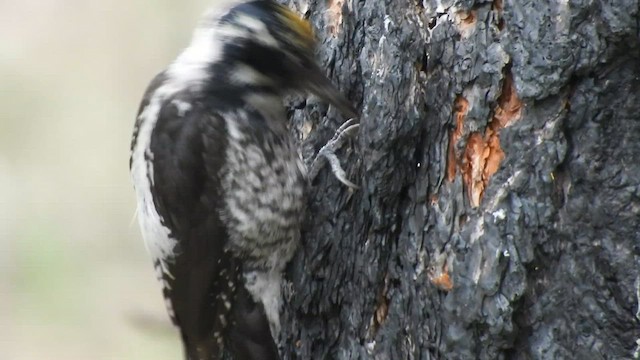 American Three-toed Woodpecker - ML590110691
