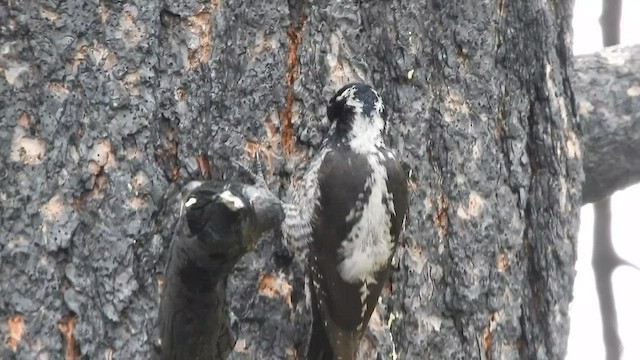 American Three-toed Woodpecker - ML590110711