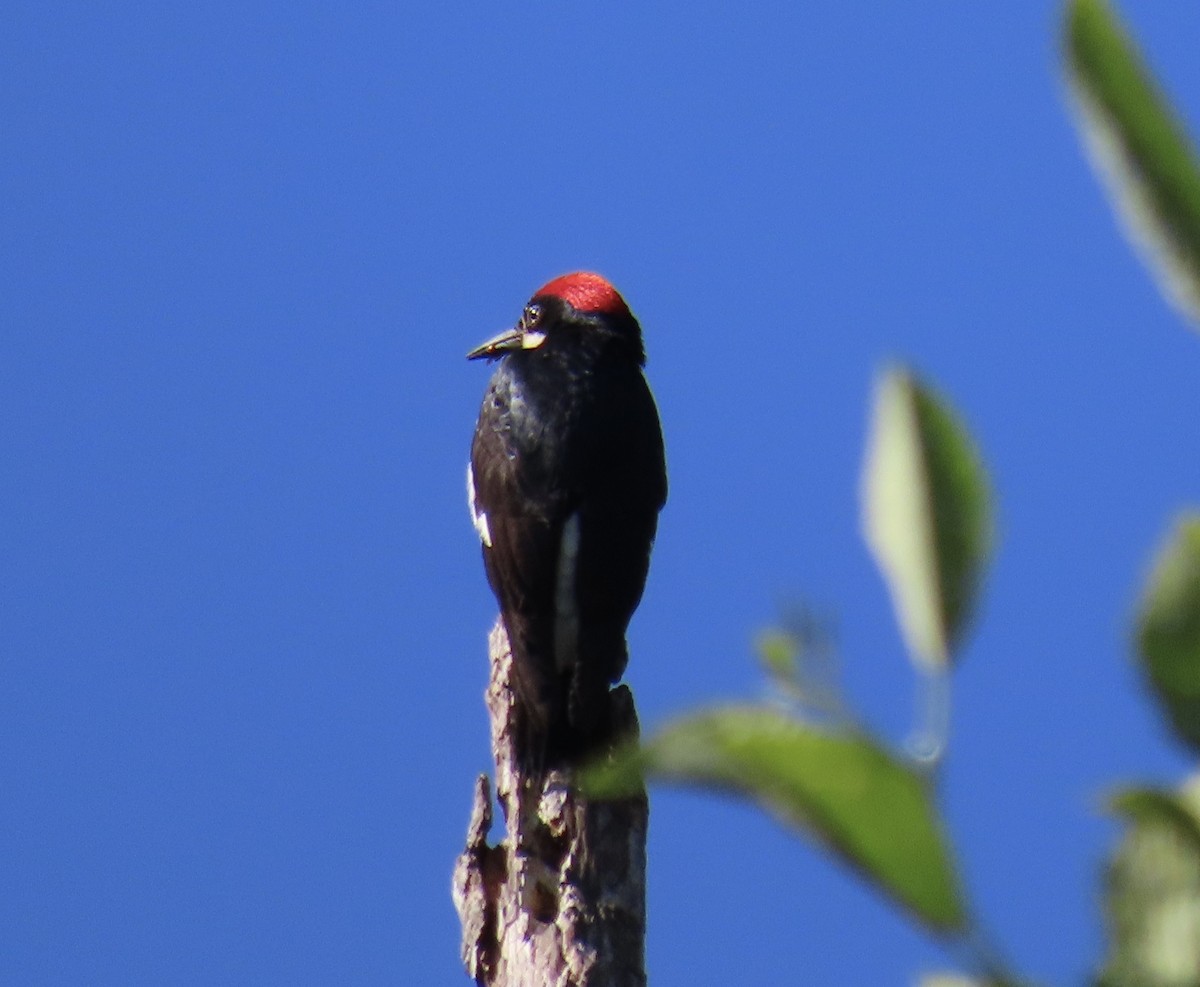 Acorn Woodpecker - ML590113071