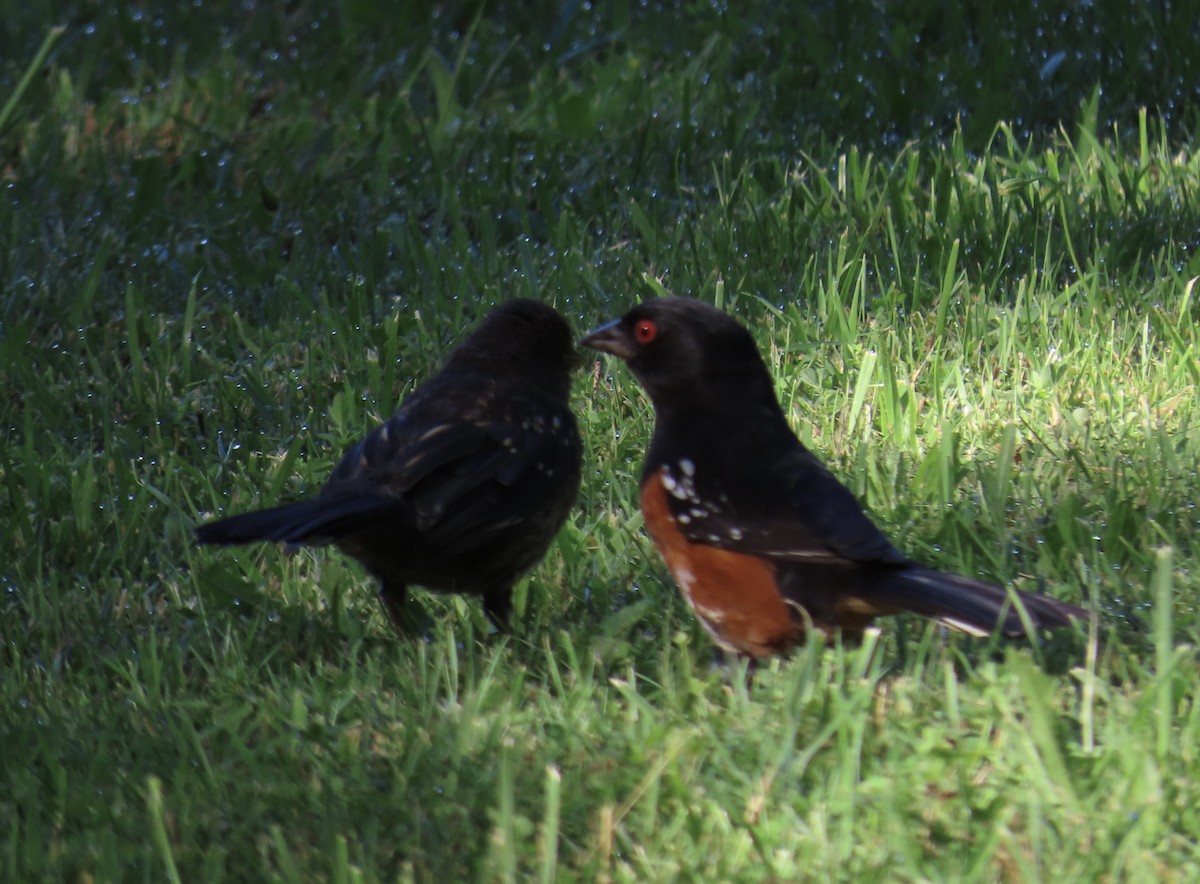Spotted Towhee - ML590113401