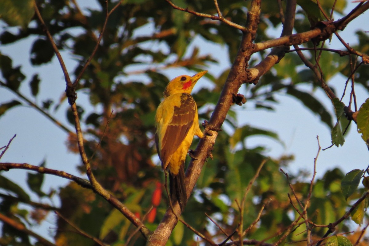 Cream-colored Woodpecker - ML590119501