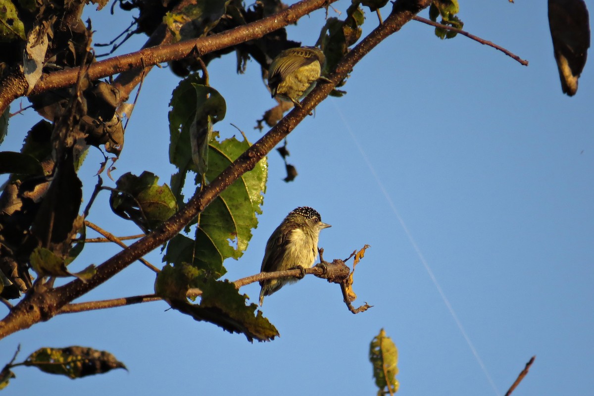 Fine-barred Piculet - ML590119571
