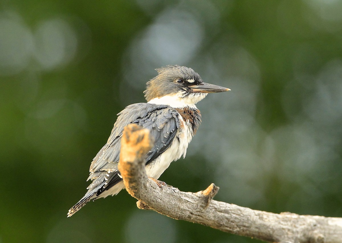 Belted Kingfisher - ML590120101