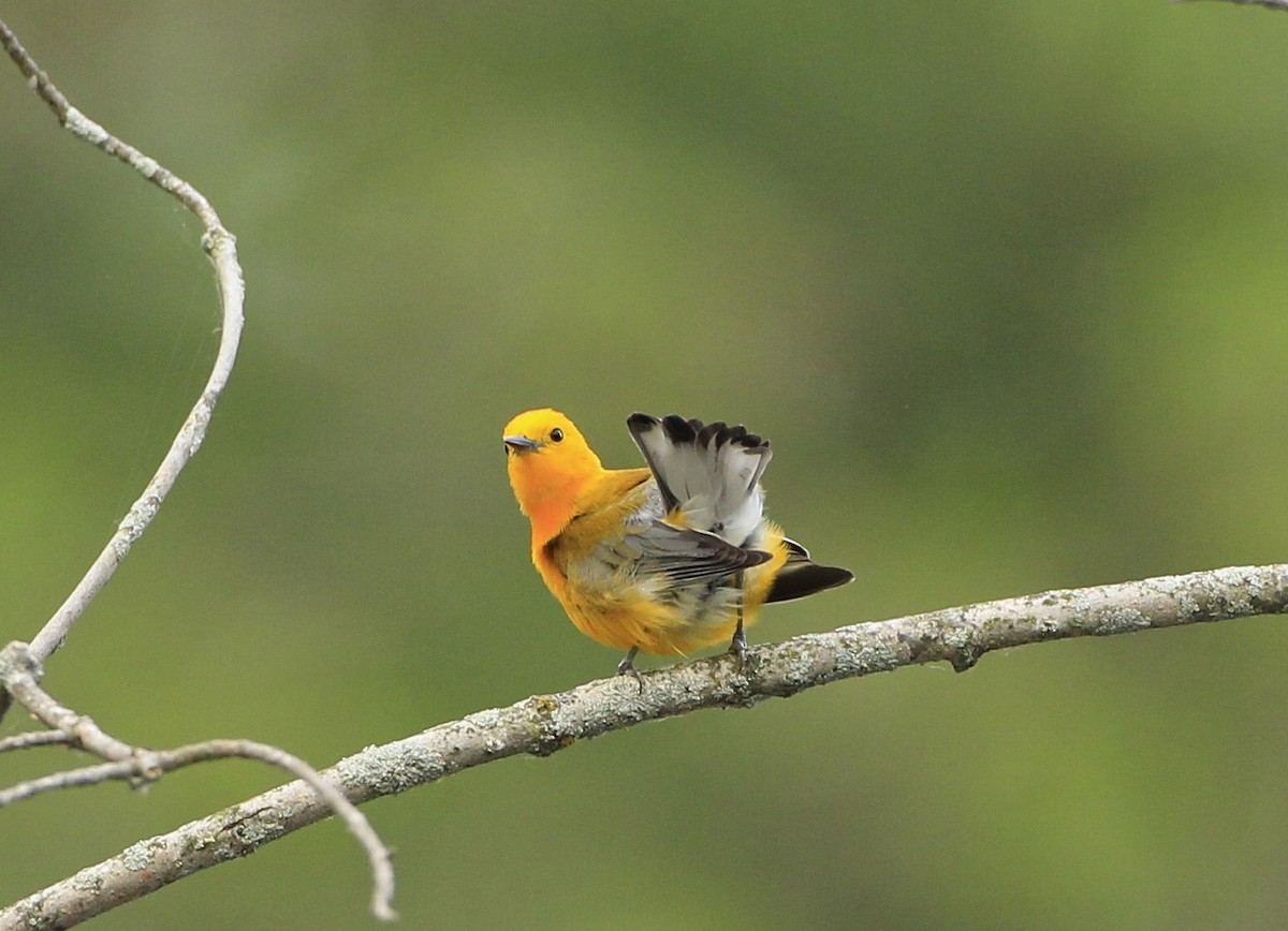 Prothonotary Warbler - ML590120711