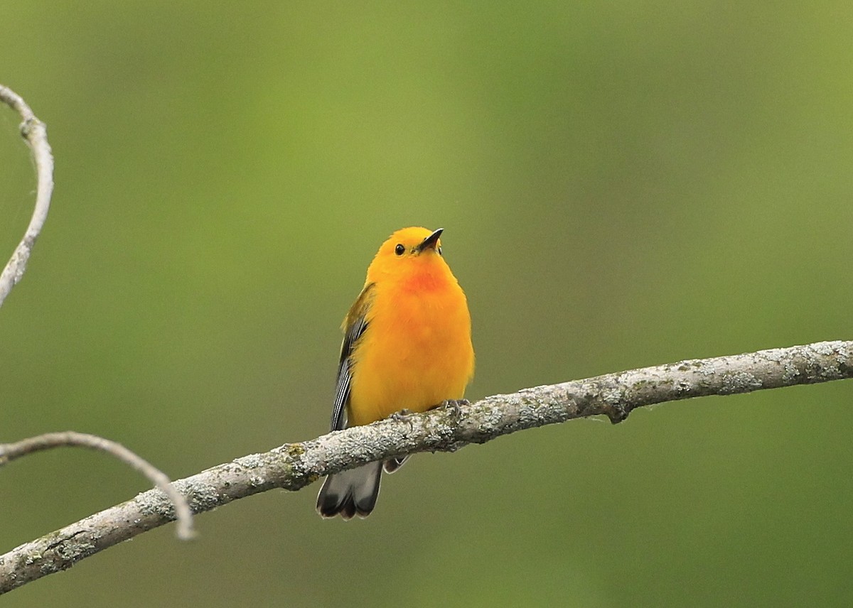 Prothonotary Warbler - ML590120721