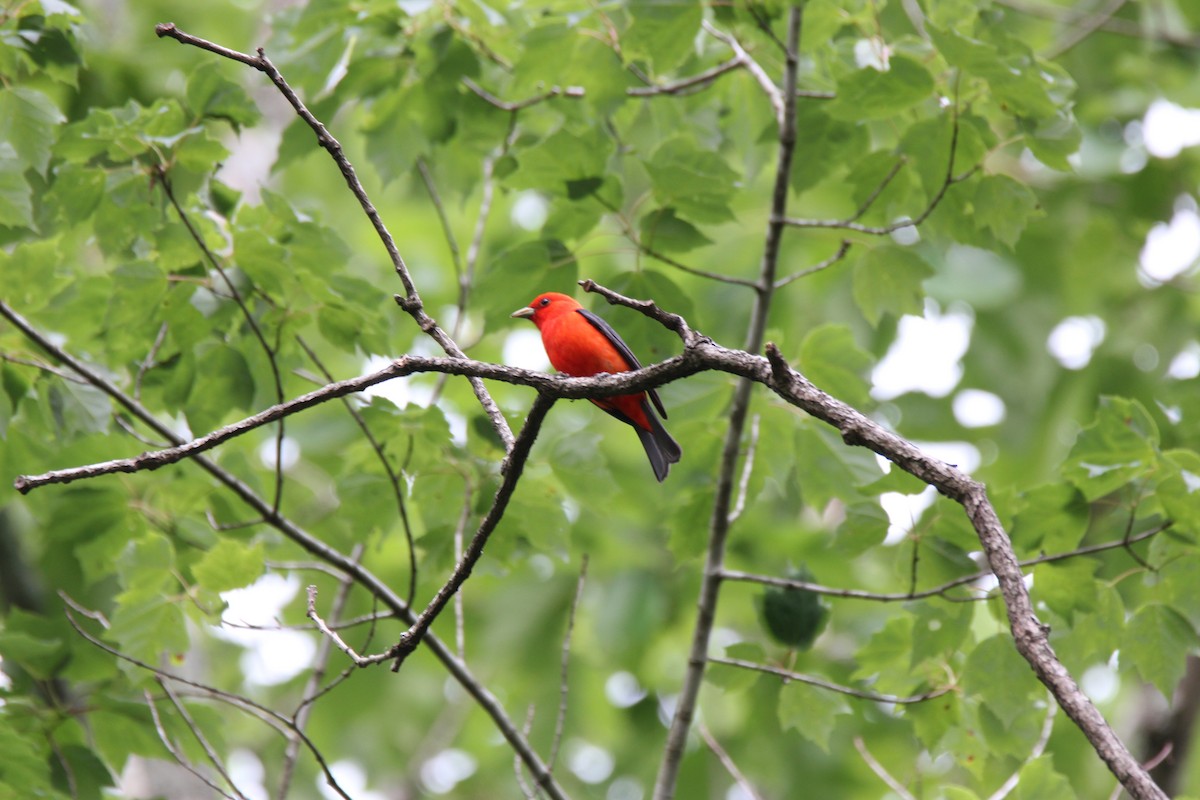 Scarlet Tanager - ML590121071