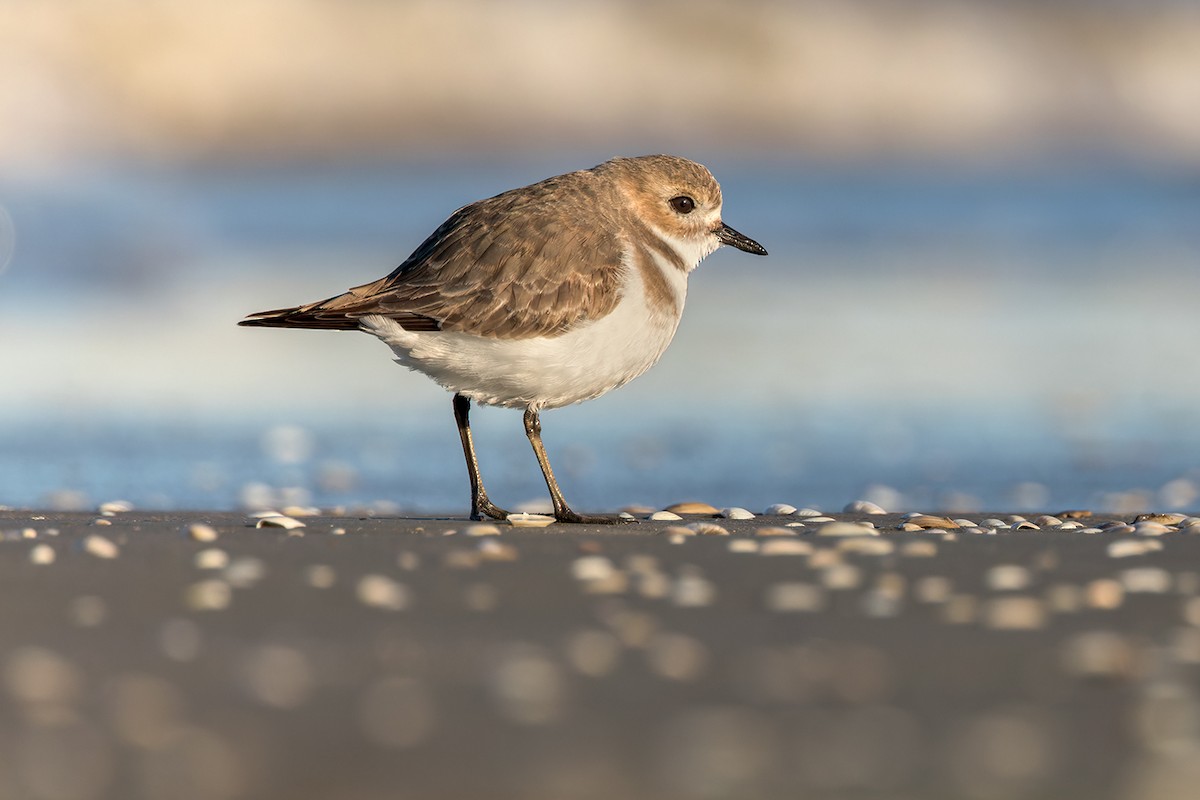 Two-banded Plover - ML590122521