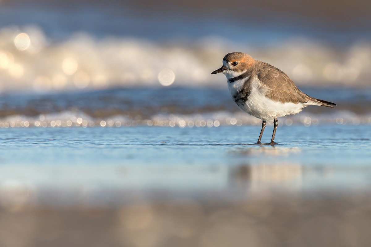 Two-banded Plover - ML590122611