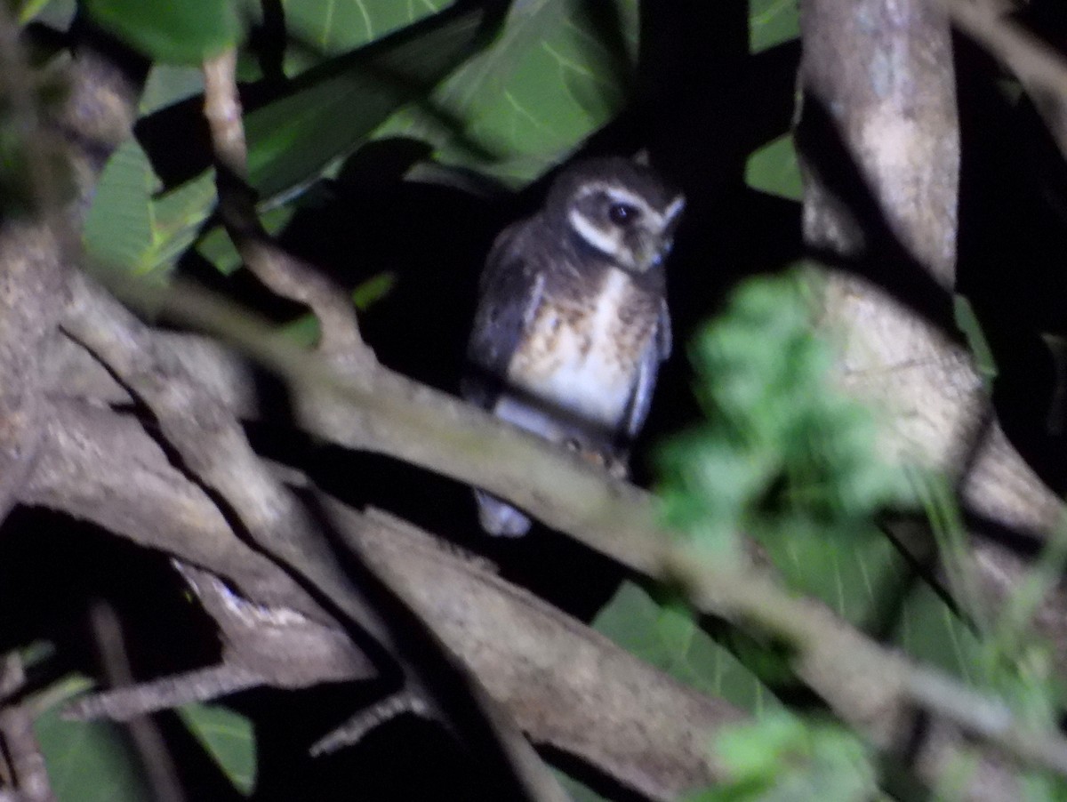Sulawesi Masked-Owl - ML590123641
