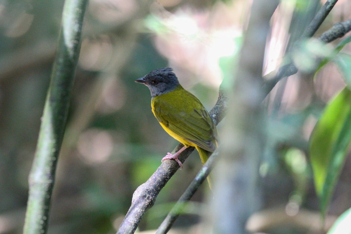 Gray-headed Tanager (Gray-crested) - ML590130291