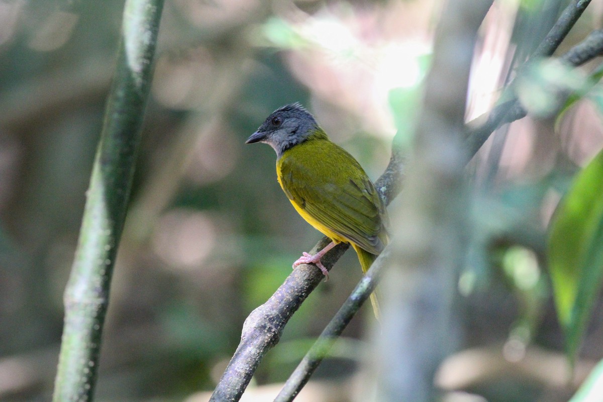 Gray-headed Tanager (Gray-crested) - ML590130301