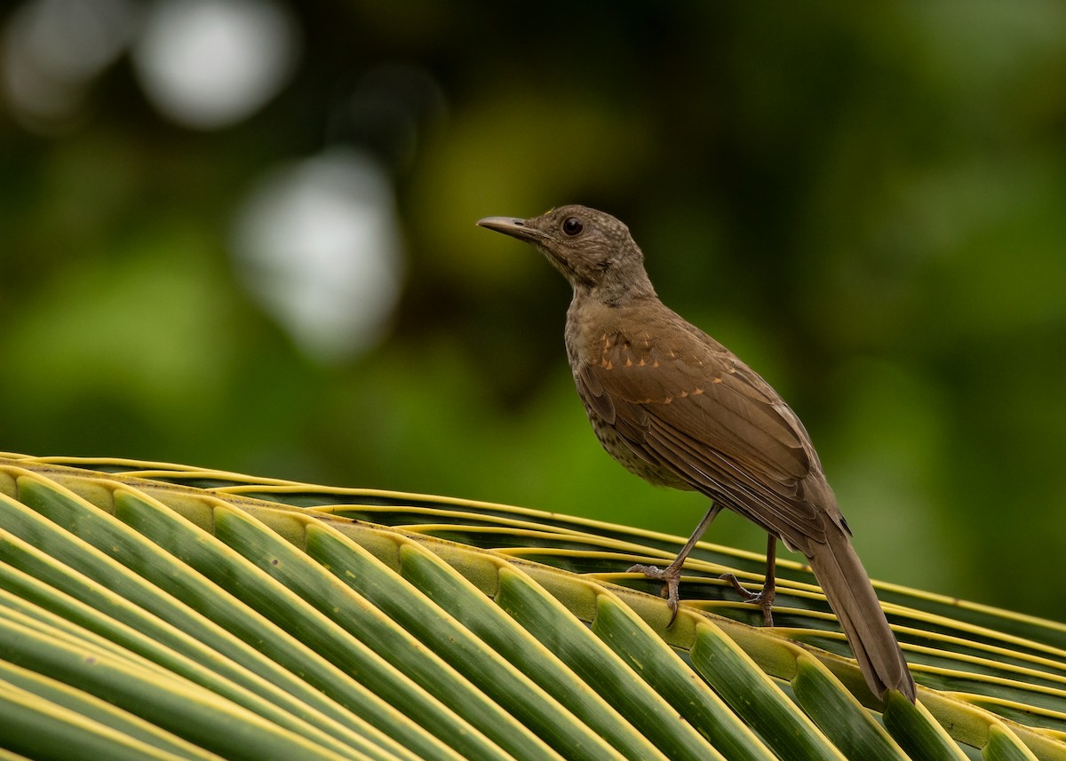 Pale-breasted Thrush - ML590132391
