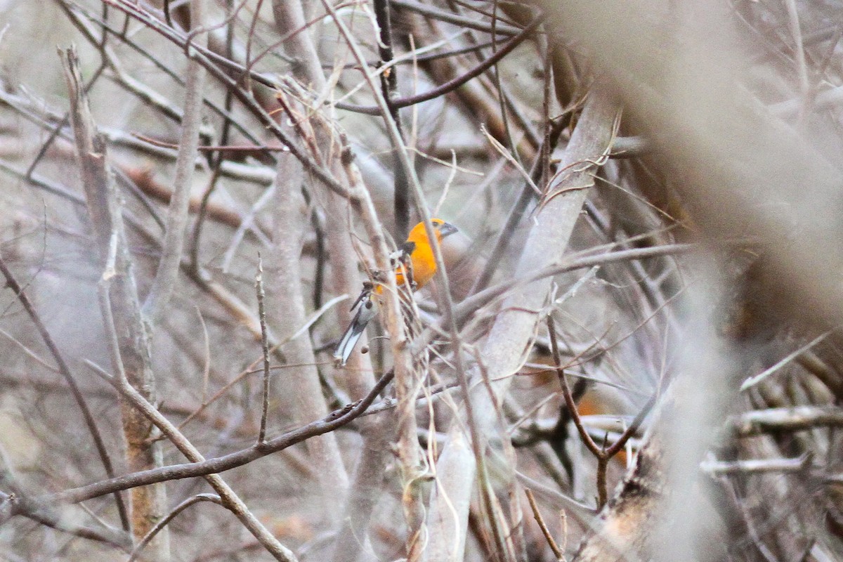 Cardinal jaune (aurantiacus) - ML590133941