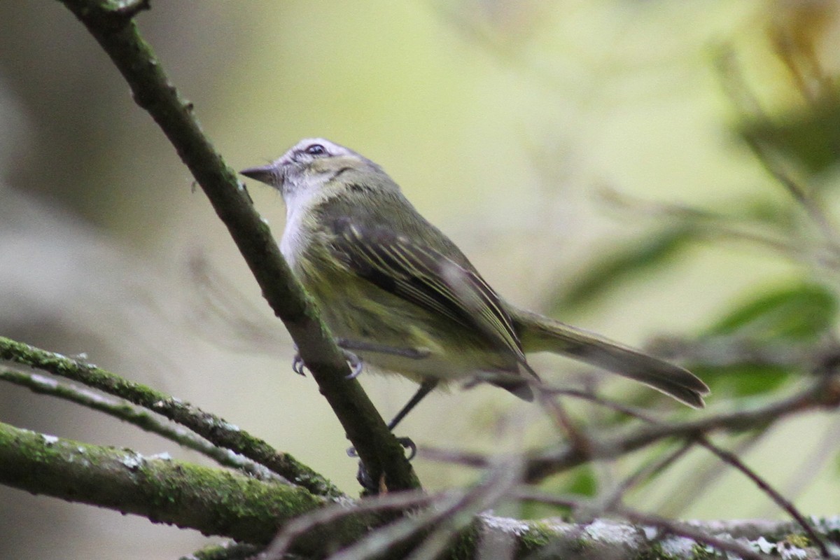 Guatemalan Tyrannulet - ML590134781