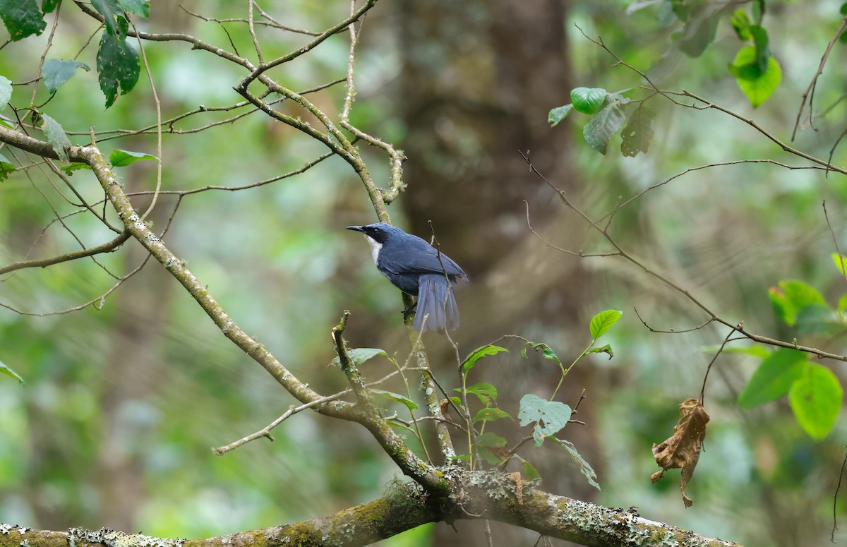 Blue-and-white Mockingbird - ML590134921