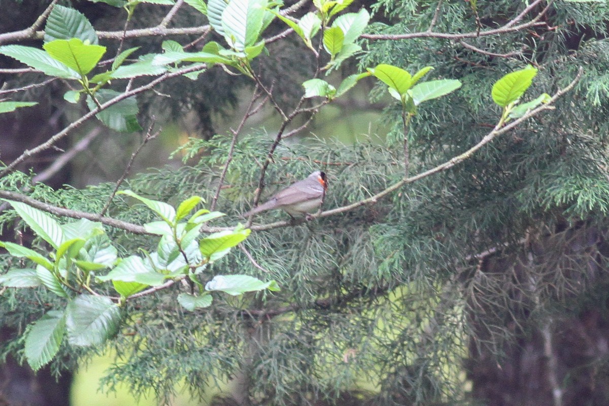Red-faced Warbler - ML590135011
