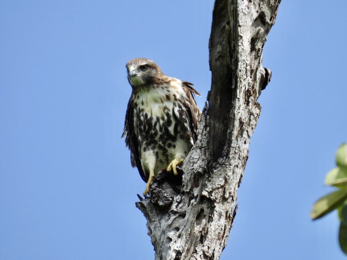 Red-tailed Hawk - ML590135381