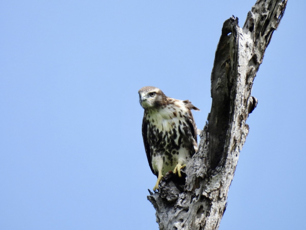 Red-tailed Hawk - ML590135391