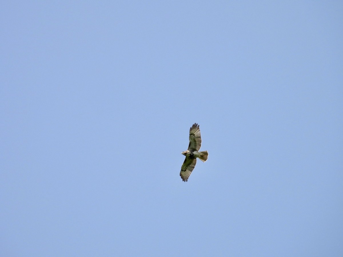 Red-tailed Hawk - ML590135421