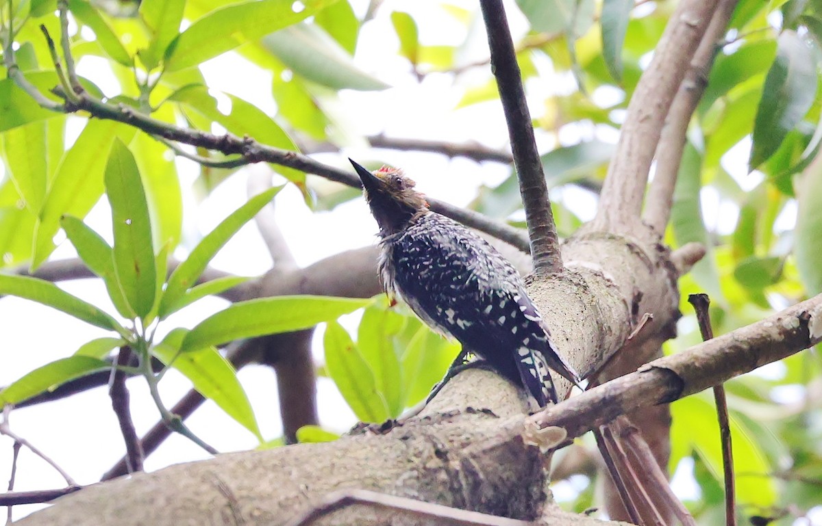 Red-crowned Woodpecker - ML590139351