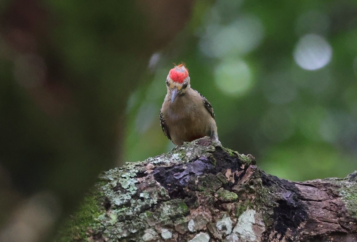 Red-crowned Woodpecker - ML590139361
