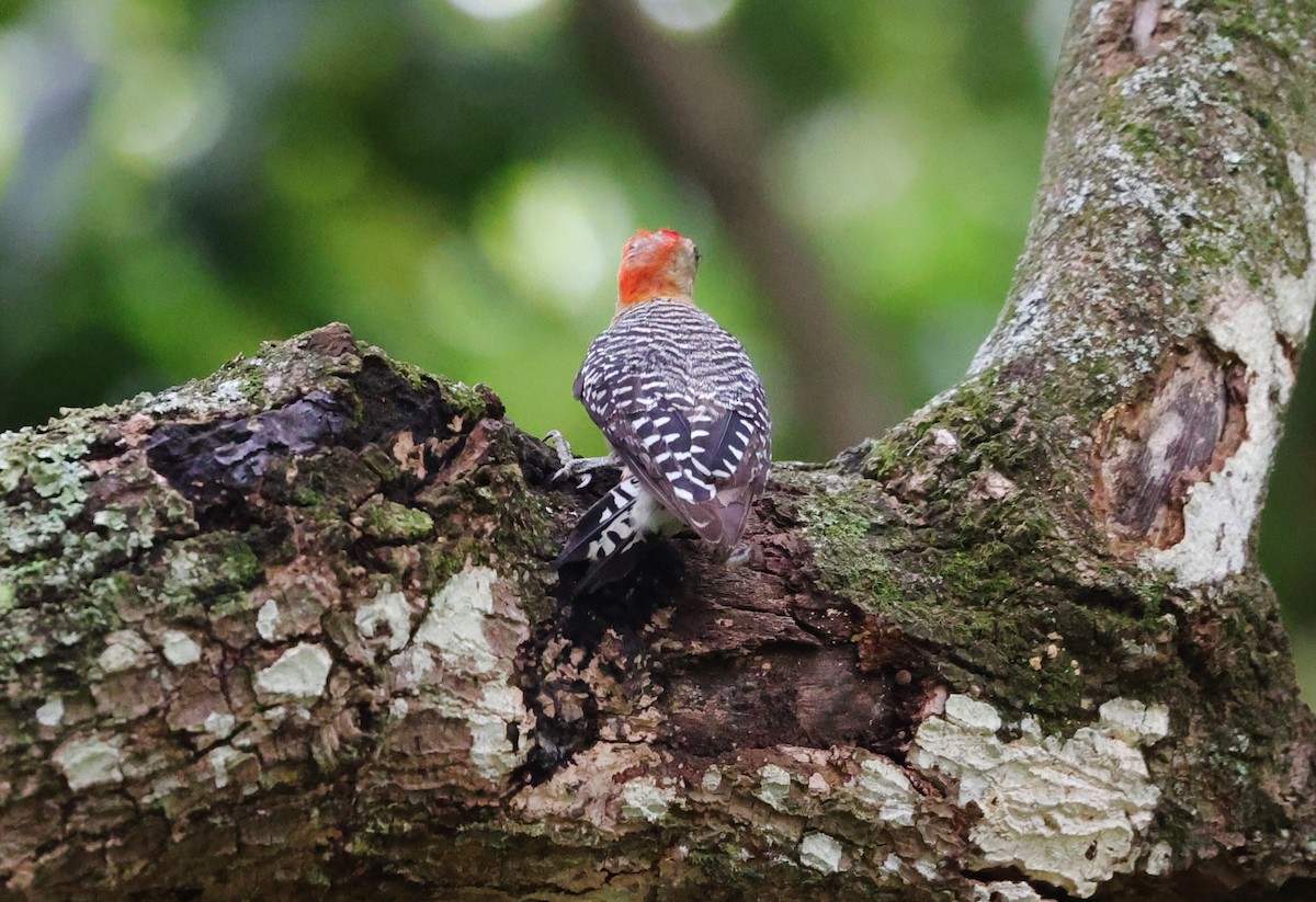 Red-crowned Woodpecker - ML590139381