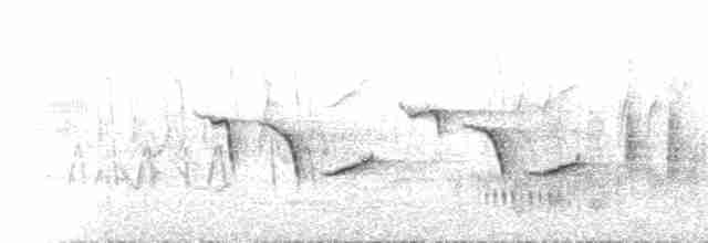 Large-billed Reed Warbler - ML590146091